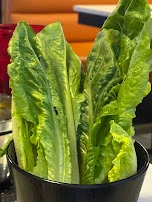 Green Leaf Lettuce
